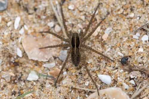 Pardosa sp.